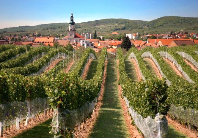 bratislava small carpathian wine tour